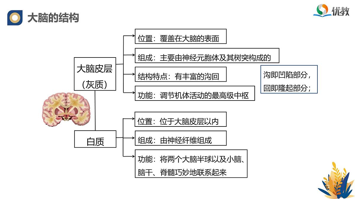 人教版高中生物选修1《2-4 神经系统的分级调节》课件第5页