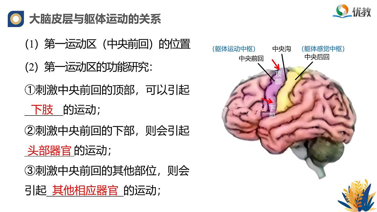 人教版高中生物选修1《2-4 神经系统的分级调节》课件第7页