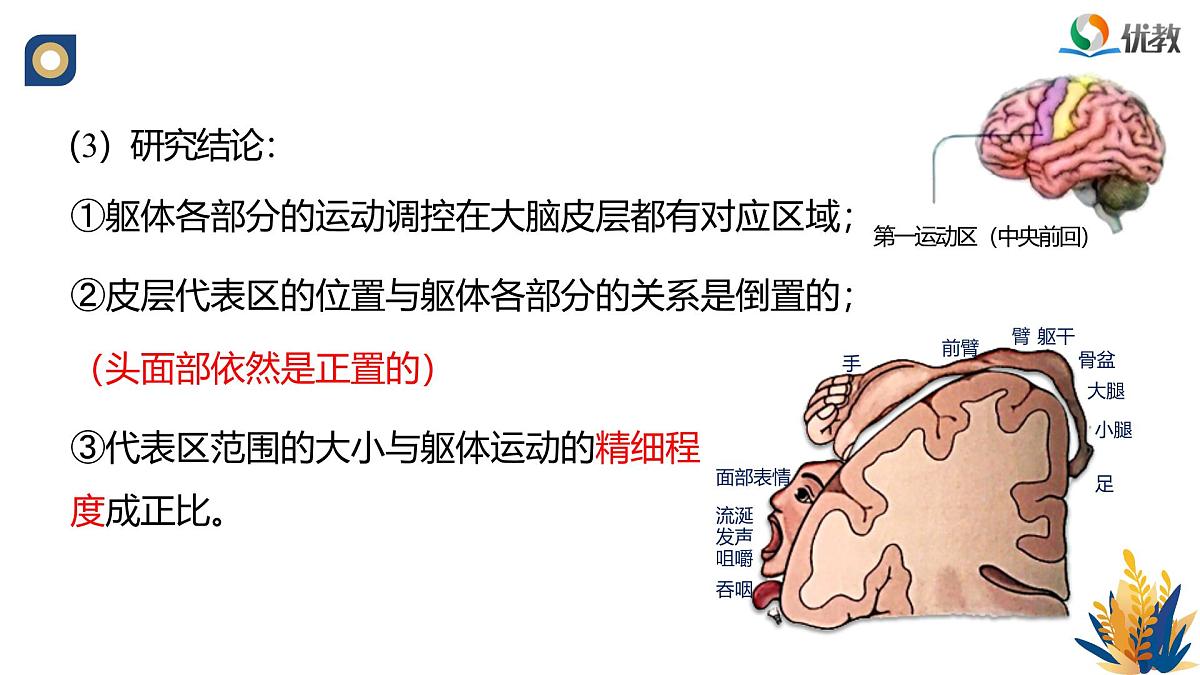 人教版高中生物选修1《2-4 神经系统的分级调节》课件第8页