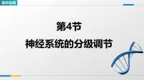 高中神经系统的分级调节教学ppt课件