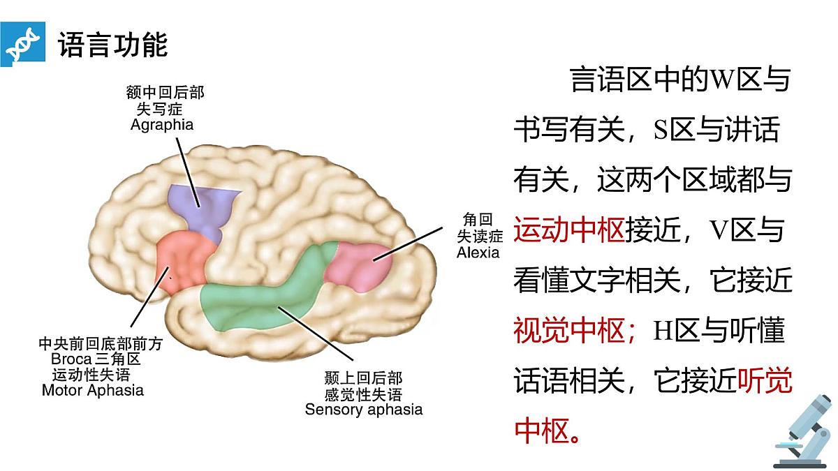 人教版高中生物选修1《2-5 人脑的高级功能》课件第6页