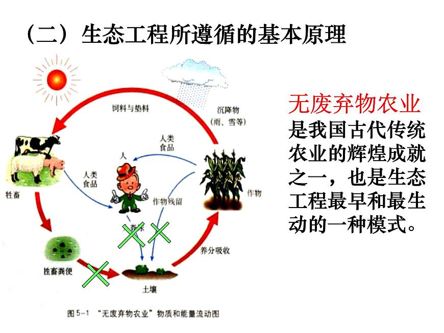 人教版 (新課標)高中生物選修3 5.1《生態(tài)工程的基本原理》課件第8頁