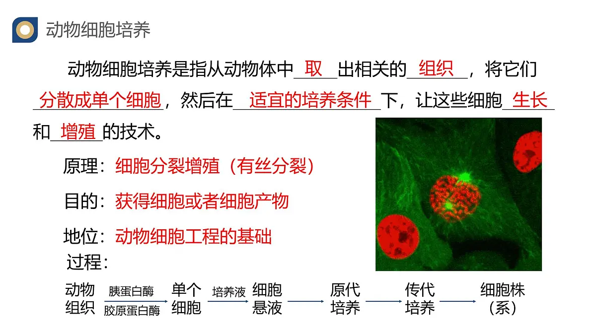 人教版高中生物 选修3《2-2 动物细胞培养》教学课件第3页