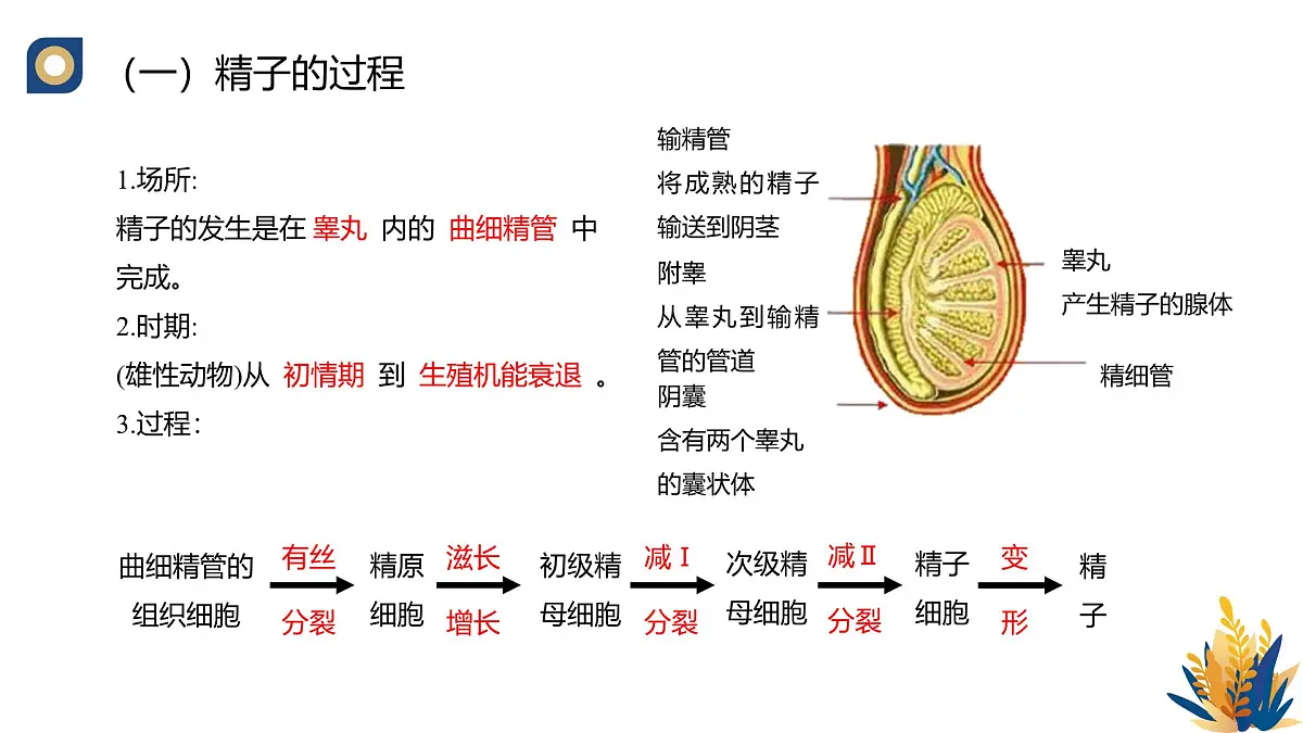 人教版高中生物 选修3《2-3 胚胎工程的理论基础》教学课件2第5页