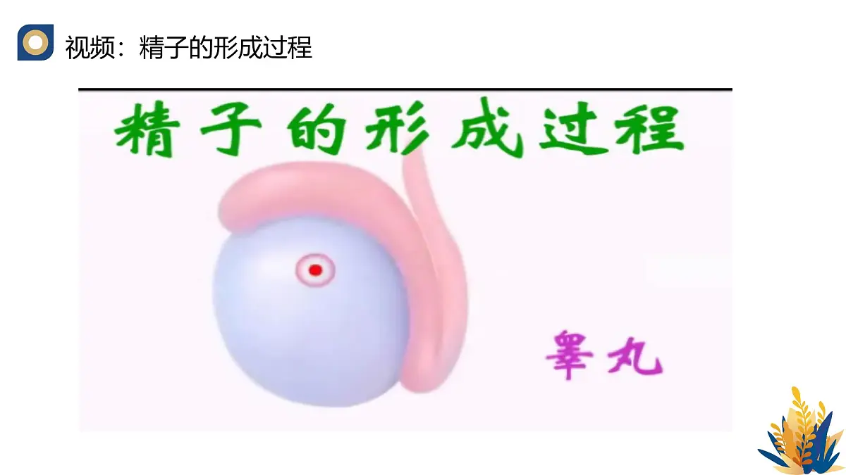 人教版高中生物 选修3《2-3 胚胎工程的理论基础》教学课件2第6页