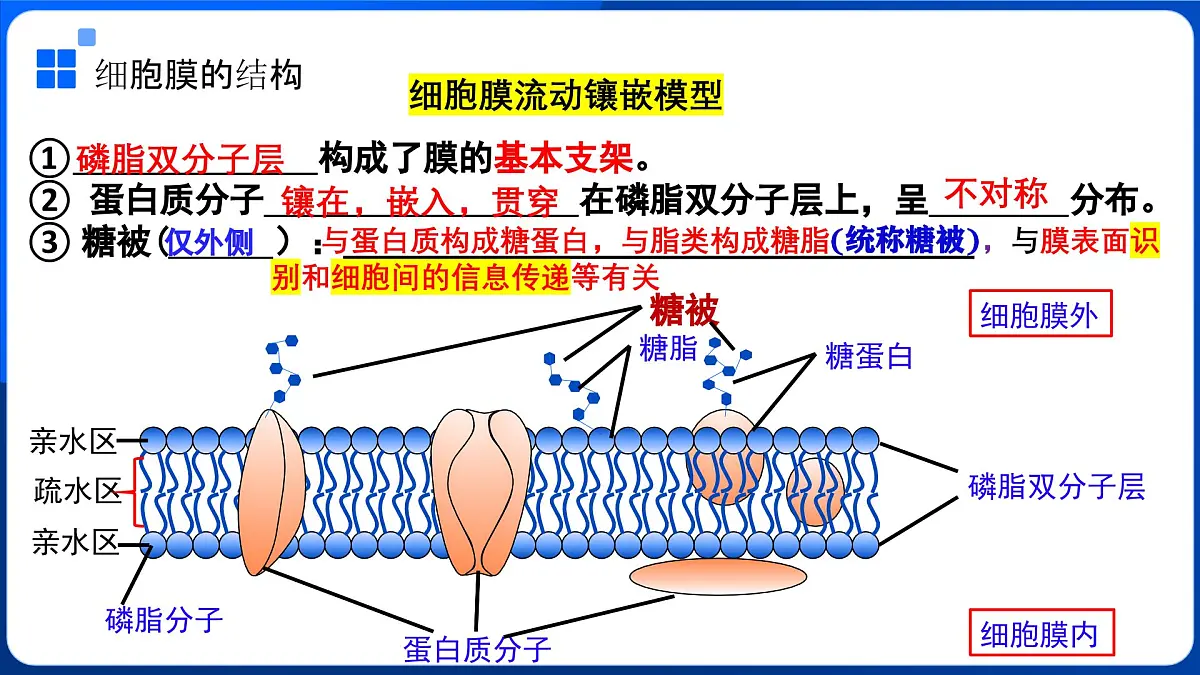 第3章 细胞的基本结构-2025-2026学年高一生物上学期核心核心知识概括课件(人教版2019必修1)1第5页