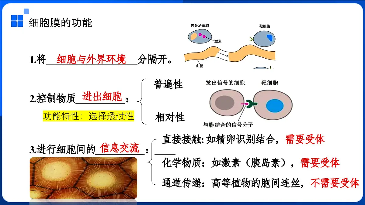 第3章 细胞的基本结构-2025-2026学年高一生物上学期核心核心知识概括课件(人教版2019必修1)1第6页
