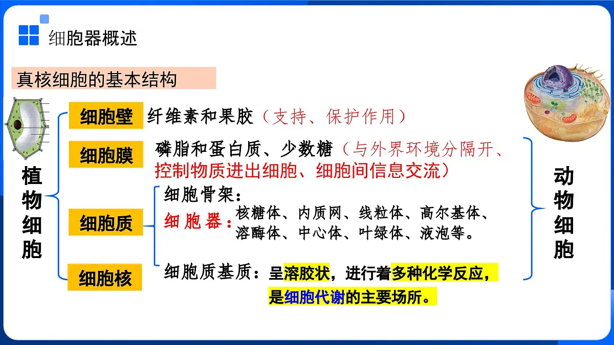 第3章 细胞的基本结构-2025-2026学年高一生物上学期核心核心知识概括课件(人教版2019必修1)1第8页