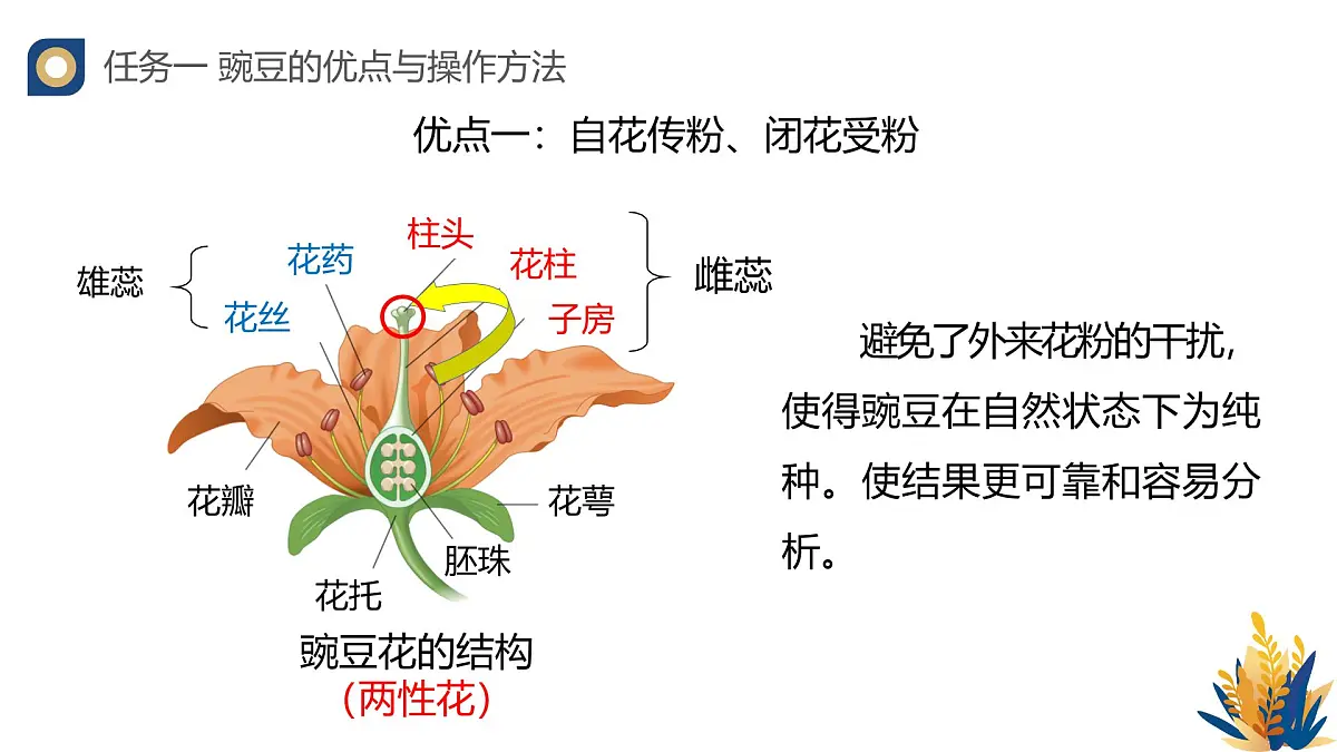 人教版高中生物必修2 1-1《孟德尔的豌豆杂交实验(一)(第一课时)》教学课件第6页