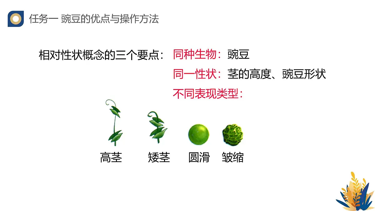 人教版高中生物必修2 1-1《孟德尔的豌豆杂交实验(一)(第一课时)》教学课件第8页