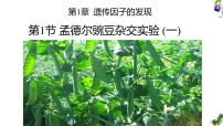 高中生物盂德尔的豌豆杂交实验(一)备课ppt课件