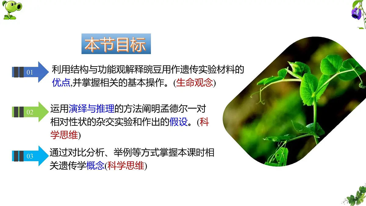 人教版高中生物必修2 1-1《孟德尔豌豆杂交实验(一)》课时1 课件第2页