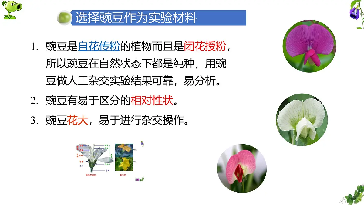 人教版高中生物必修2 1-1《孟德尔豌豆杂交实验(一)》课时1 课件第5页