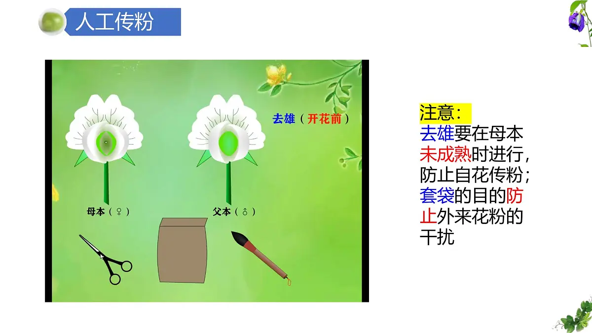 人教版高中生物必修2 1-1《孟德尔豌豆杂交实验(一)》课时1 课件第8页
