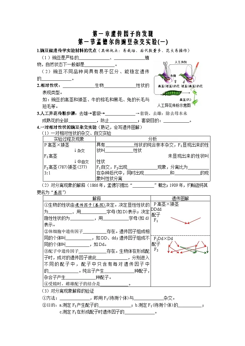 人教版高中生物必修2 第一章 遗传因子的发现 章末知识点复习总结第1页