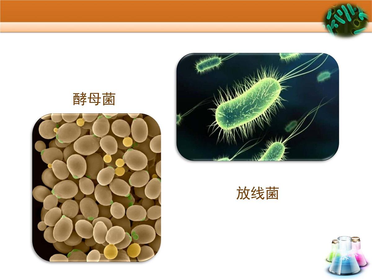 浙科版高中生物选修1 第一部分《大肠杆菌的培养和分离》教学课件第4页