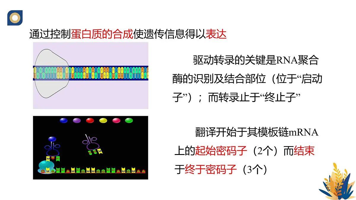 人教版高中生物 选修3《3-2 基因工程的操作程序(第1课时)》教学课件第6页