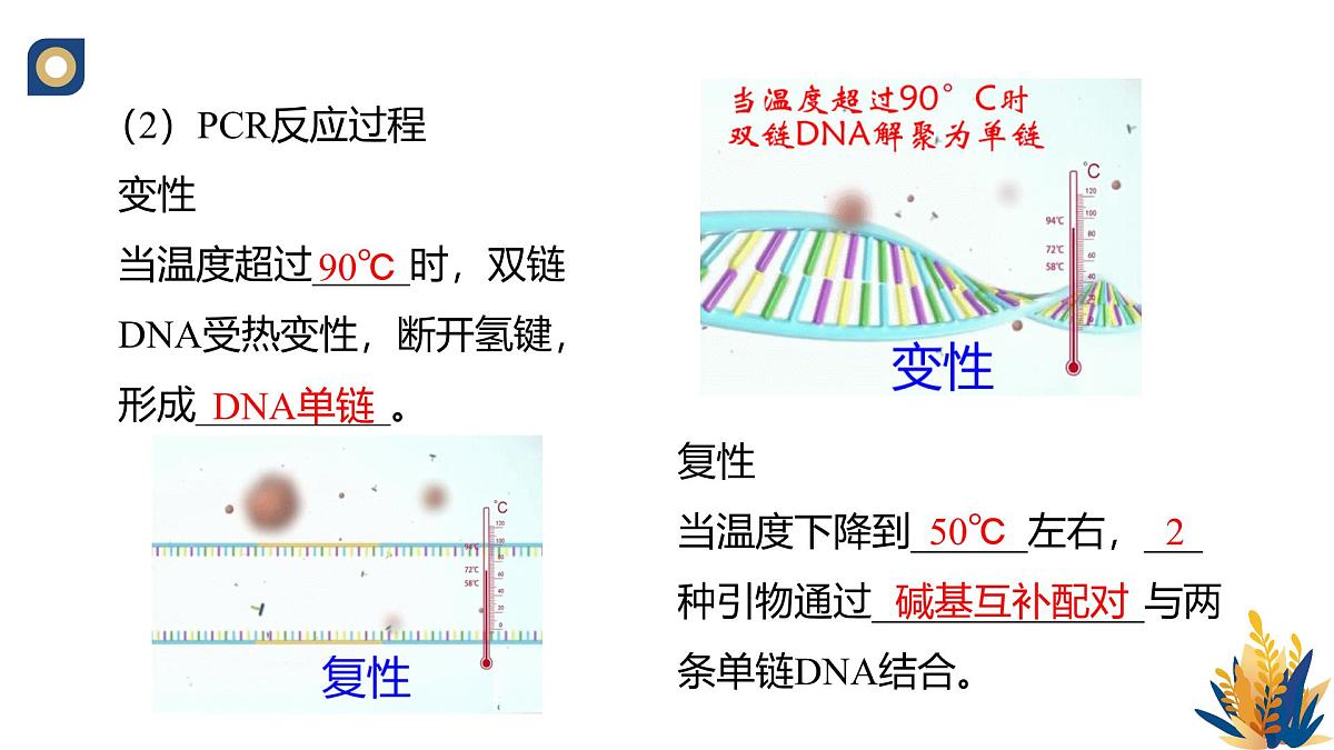 人教版高中生物 选修3《3-2 基因工程的操作程序(第2课时)》教学课件第5页