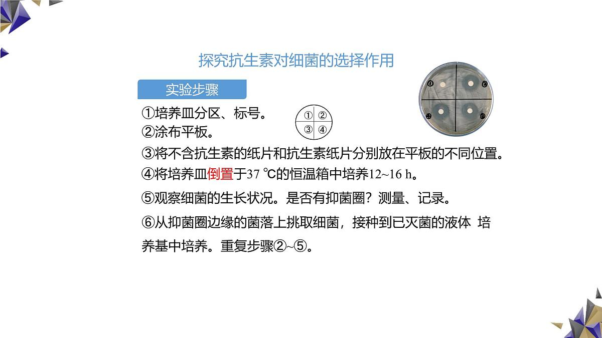 人教版高中生物必修2《6-3-2 种群基因组成的变化与物种的形成》课件第2页