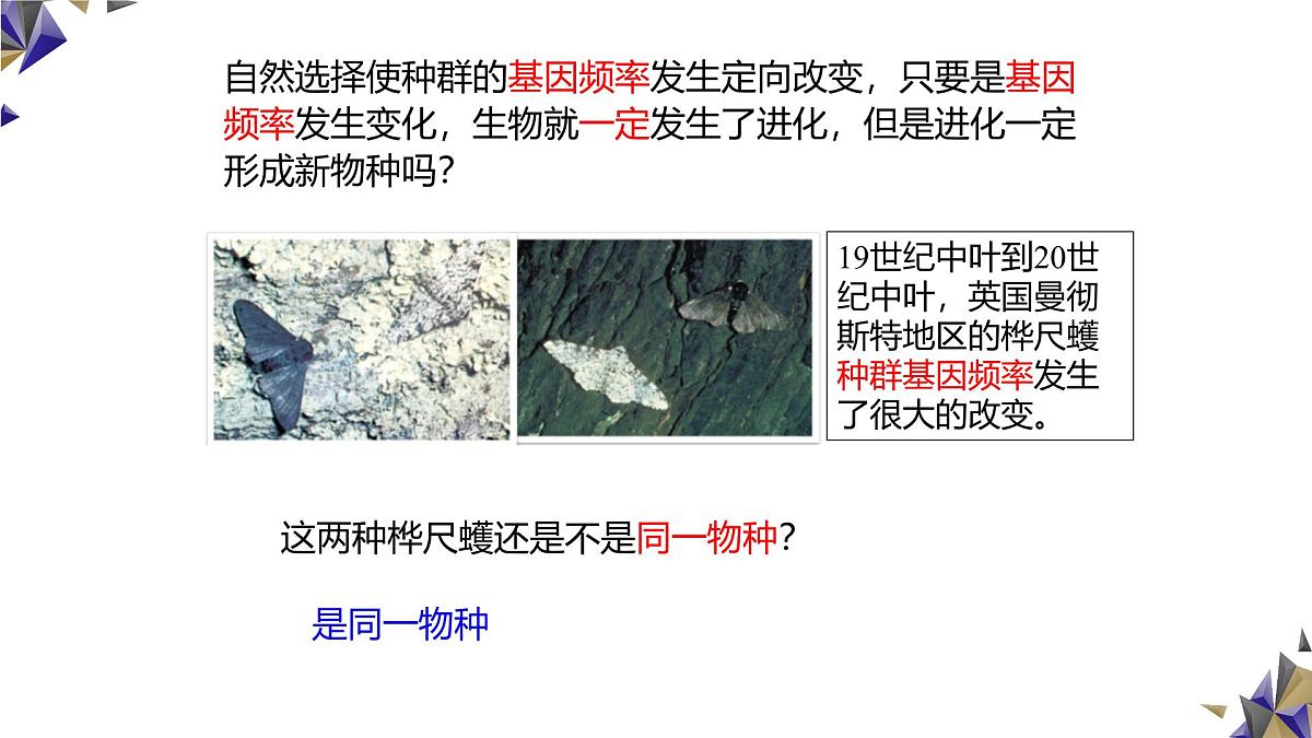 人教版高中生物必修2《6-3-2 种群基因组成的变化与物种的形成》课件第5页