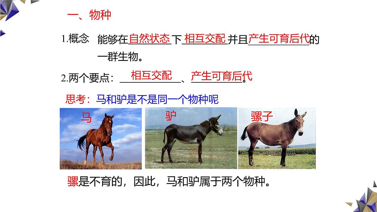 人教版高中生物必修2《6-3-2 种群基因组成的变化与物种的形成》课件第7页