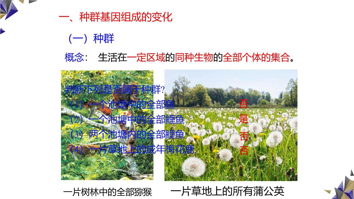 人教版高中生物必修2《6-3-1种群基因组成的变化与物种的形成》课件第3页