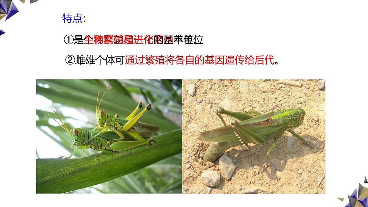 人教版高中生物必修2《6-3-1种群基因组成的变化与物种的形成》课件第4页