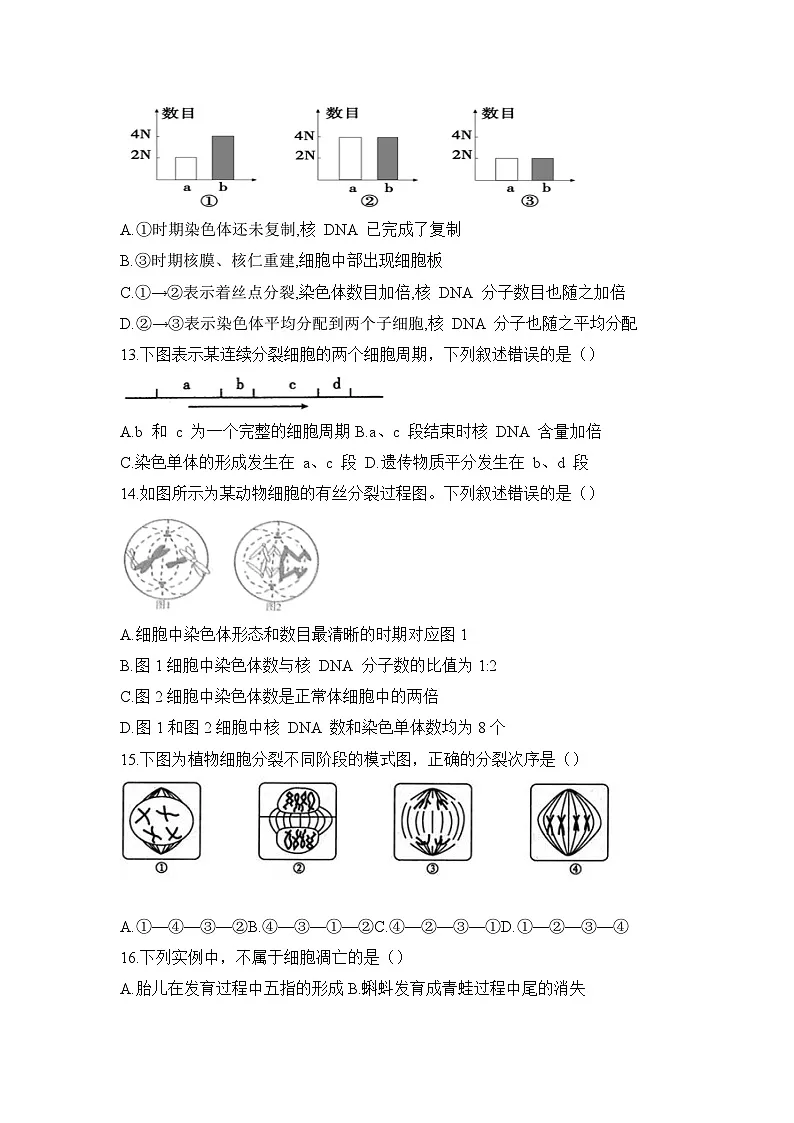 人教版高中生物必修1《第六章_细胞的生命历程》单元测试 含答案解析第3页