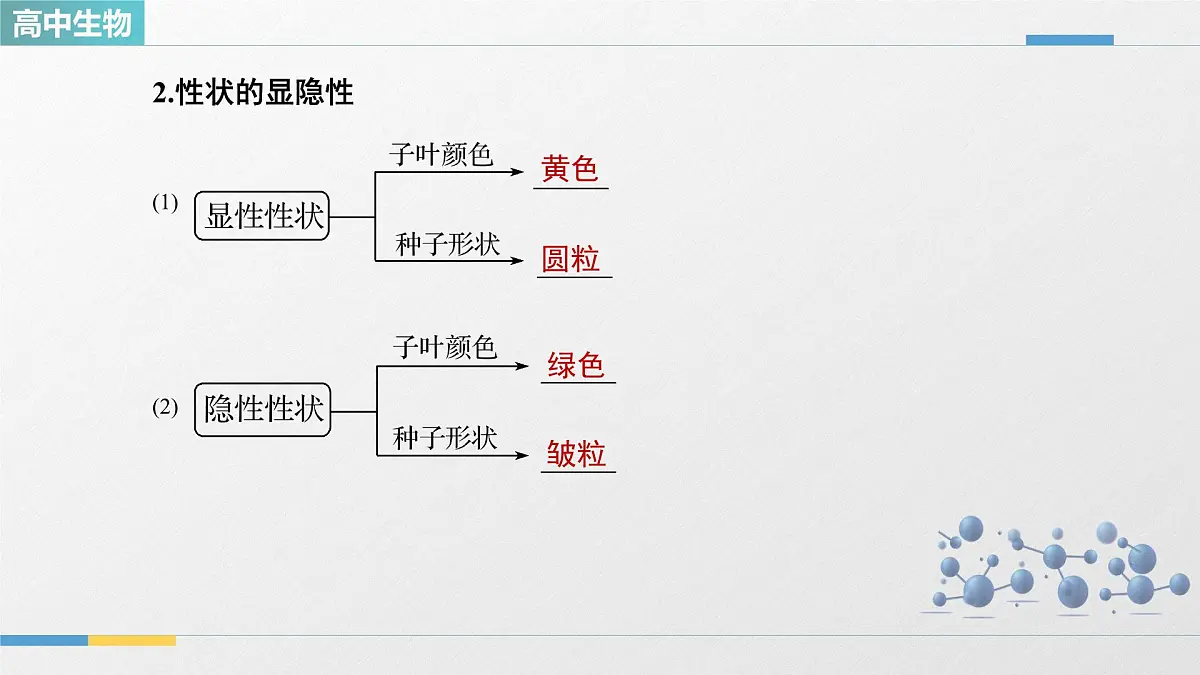 人教版高中生物必修2 1-2《孟德尔的豌豆杂交实验(二)_第1课时》教学课件第6页