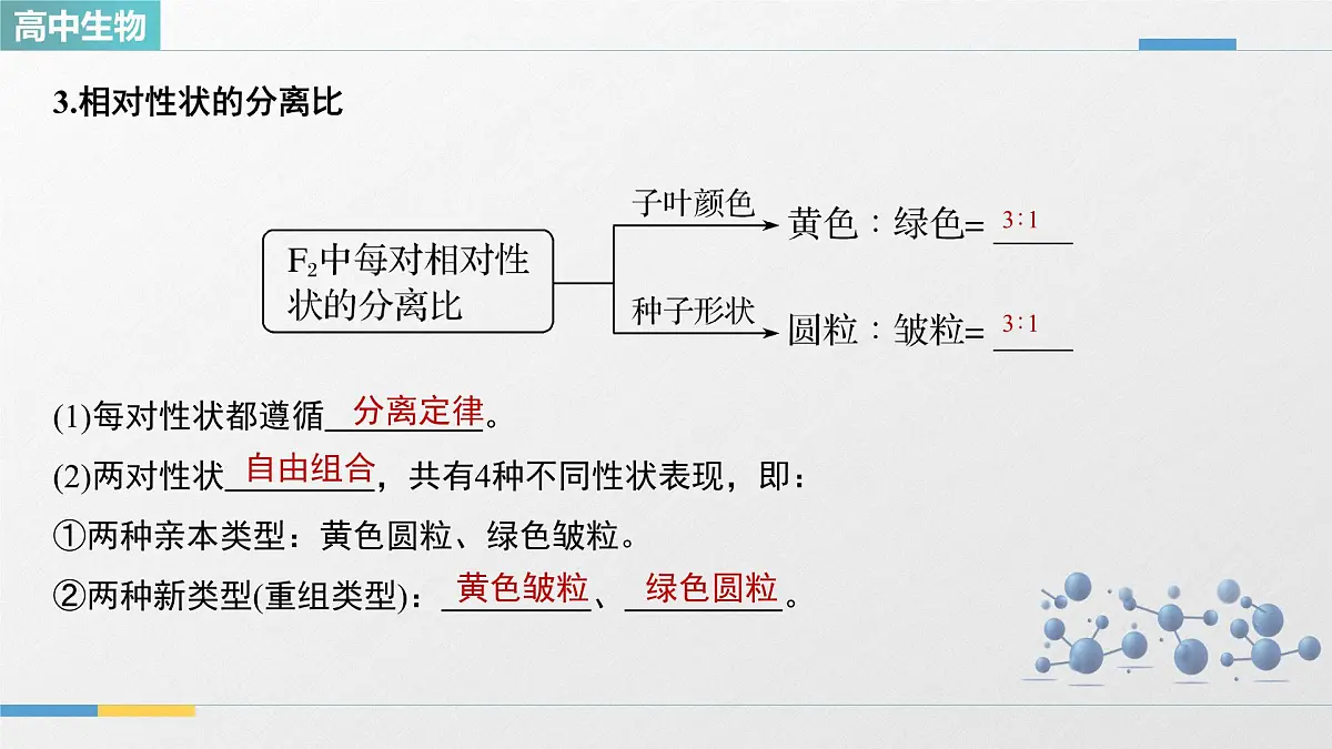 人教版高中生物必修2 1-2《孟德尔的豌豆杂交实验(二)_第1课时》教学课件第7页