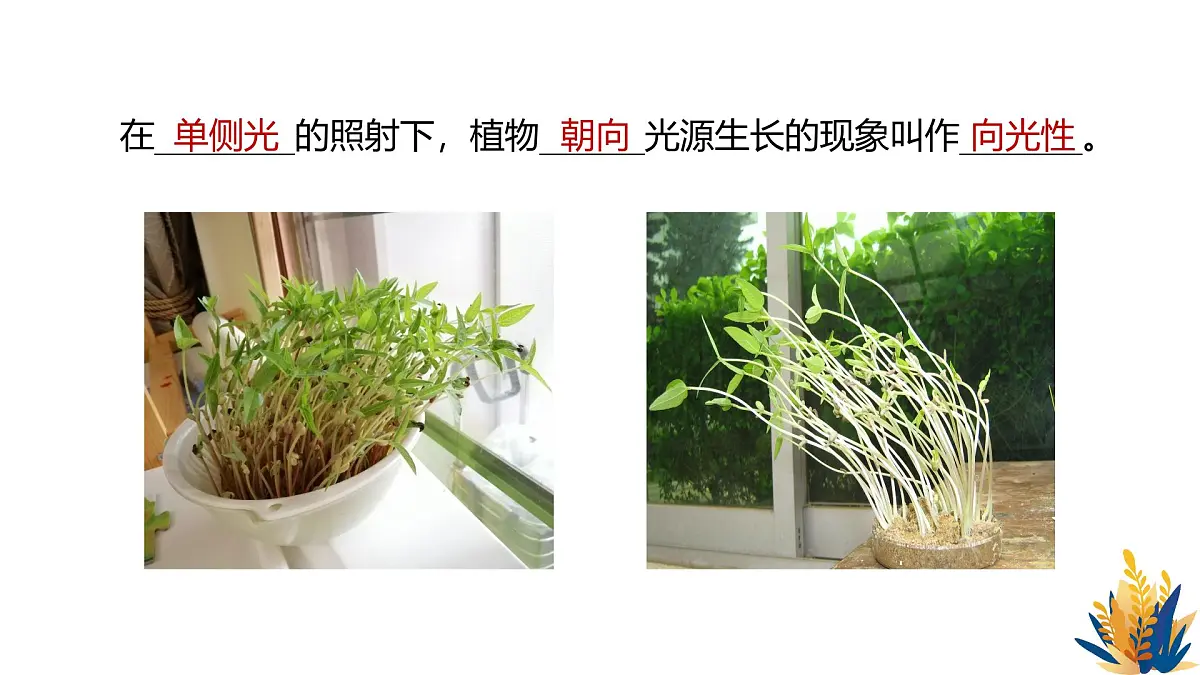 人教版高中生物选修1《5-1 植物生长素(第1课时)》课件第3页