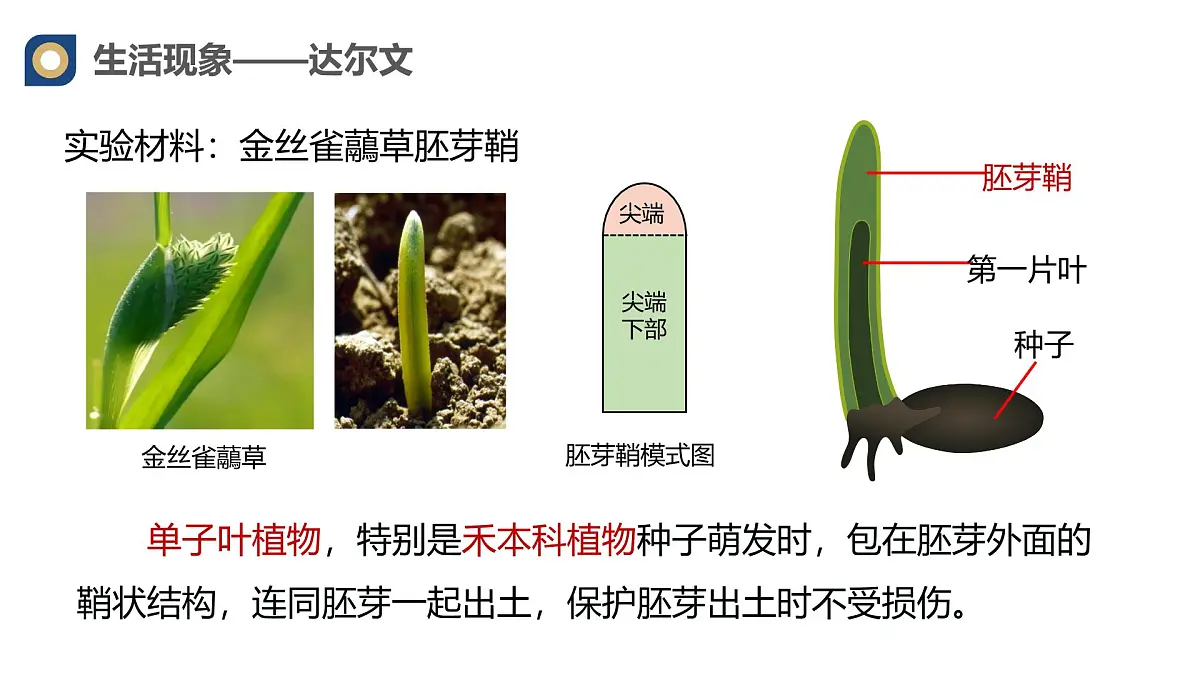 人教版高中生物选修1《5-1 植物生长素(第1课时)》课件第5页