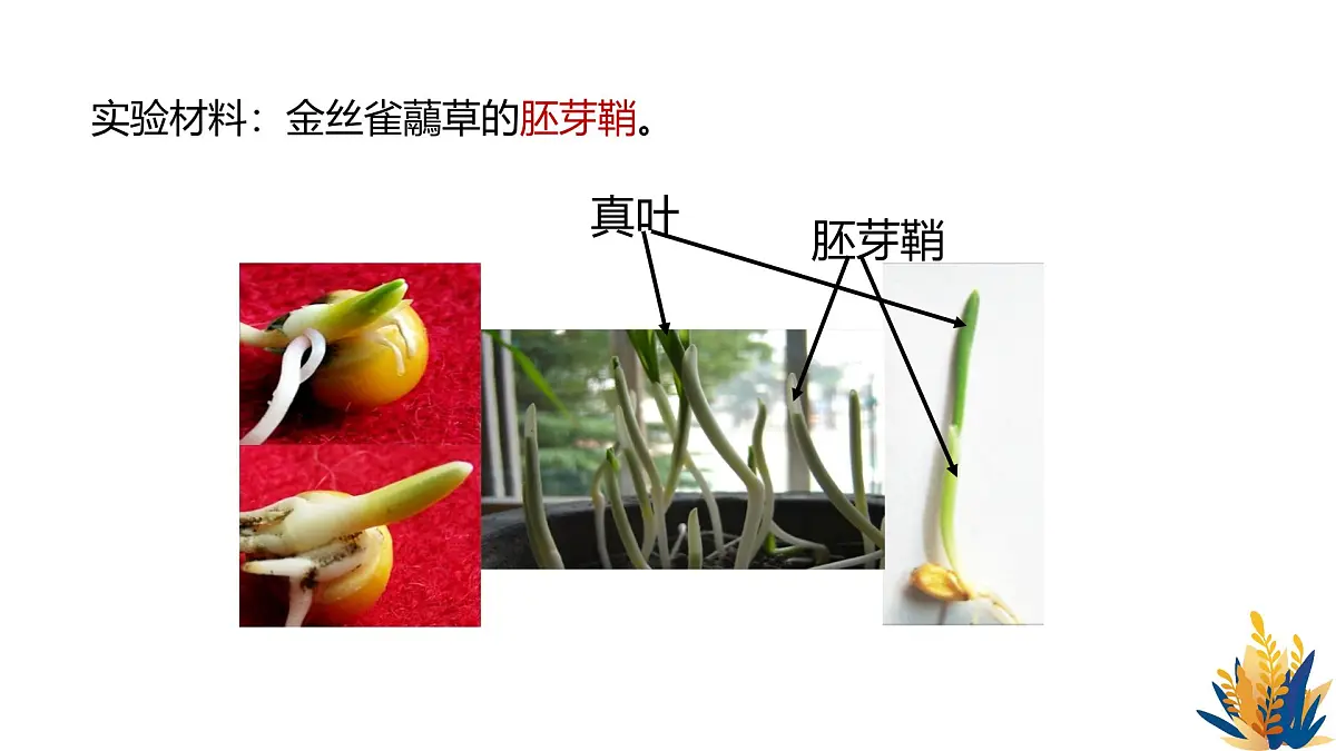 人教版高中生物选修1《5-1 植物生长素(第1课时)》课件第6页