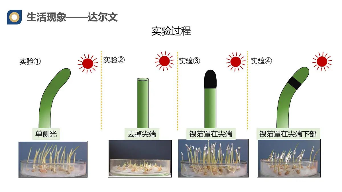 人教版高中生物选修1《5-1 植物生长素(第1课时)》课件第7页