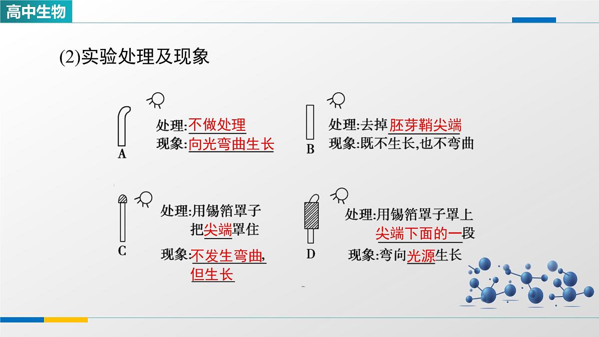 人教版高中生物选修1《5-1植物生长素》课件第5页