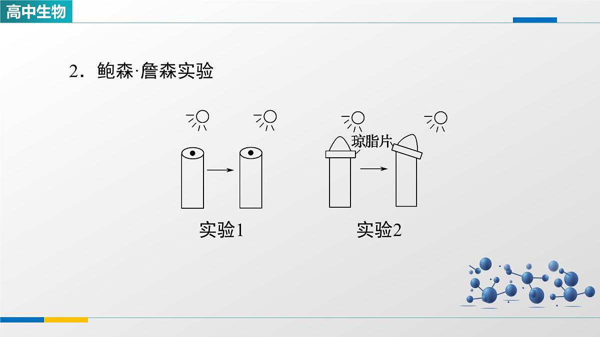 人教版高中生物选修1《5-1植物生长素》课件第7页