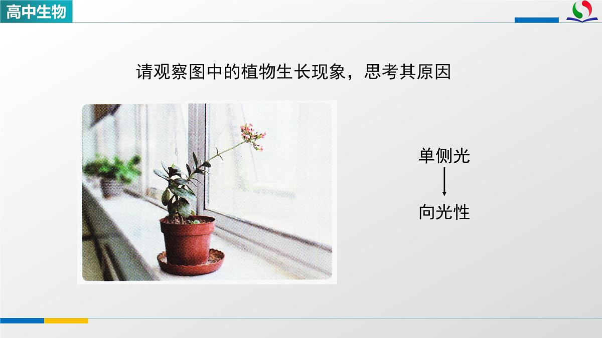 人教版高中生物选修1 5-1《植物生长素(第一课时)》课件第3页