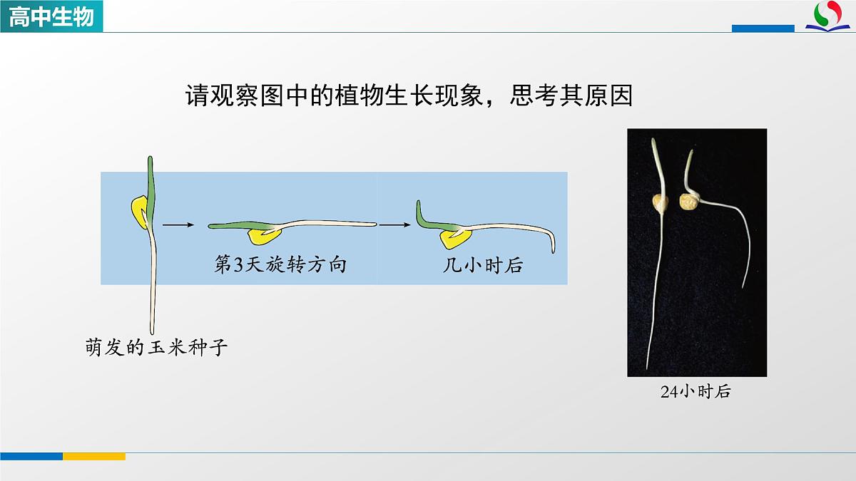 人教版高中生物选修1 5-1《植物生长素(第一课时)》课件第4页