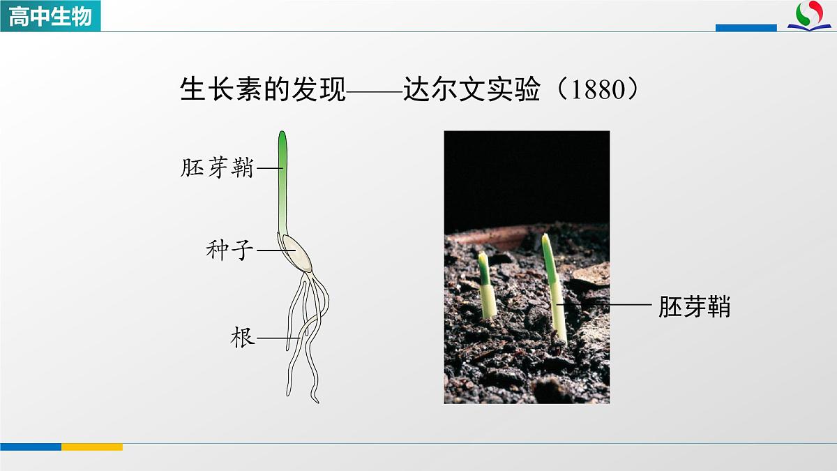 人教版高中生物选修1 5-1《植物生长素(第一课时)》课件第6页