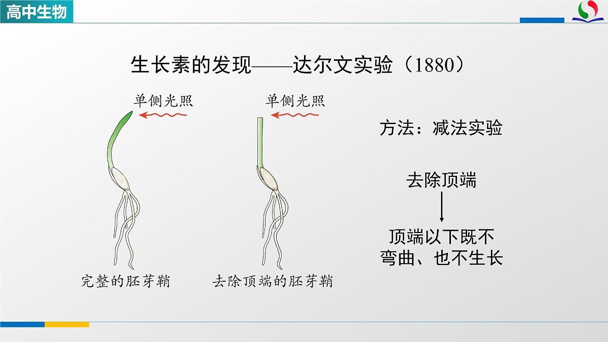 人教版高中生物选修1 5-1《植物生长素(第一课时)》课件第7页