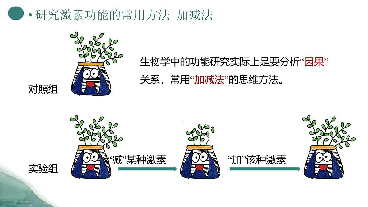 人教版高中生物选修1《5-2 其他植物激素》课件第5页