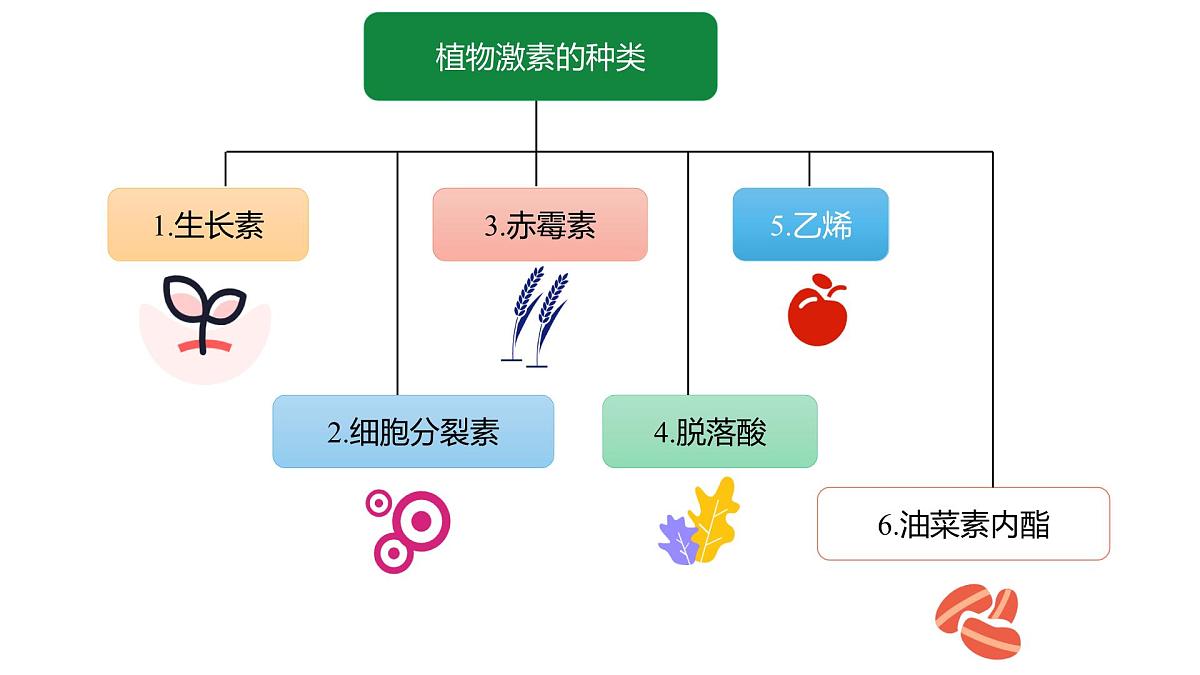 人教版高中生物选修1《5-2 其他植物激素》课件第5页