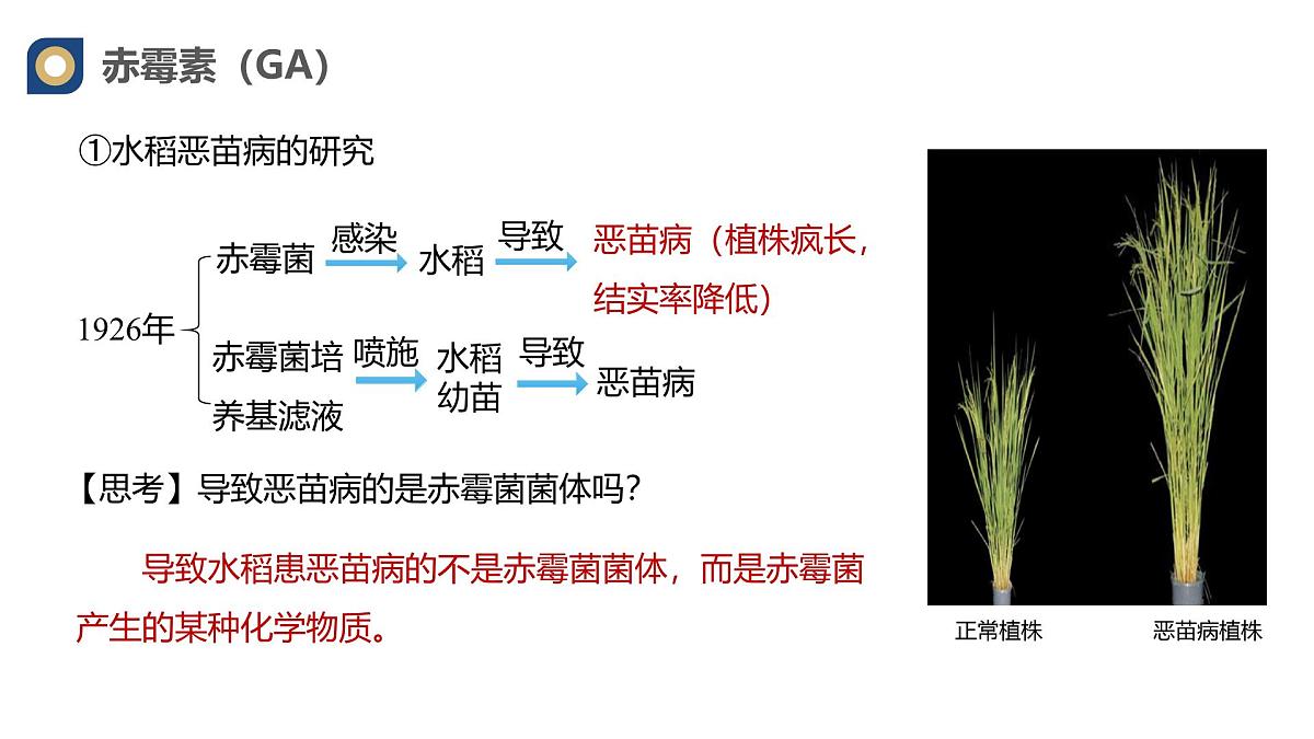 人教版高中生物选修1《5-2 其他植物激素》课件第6页