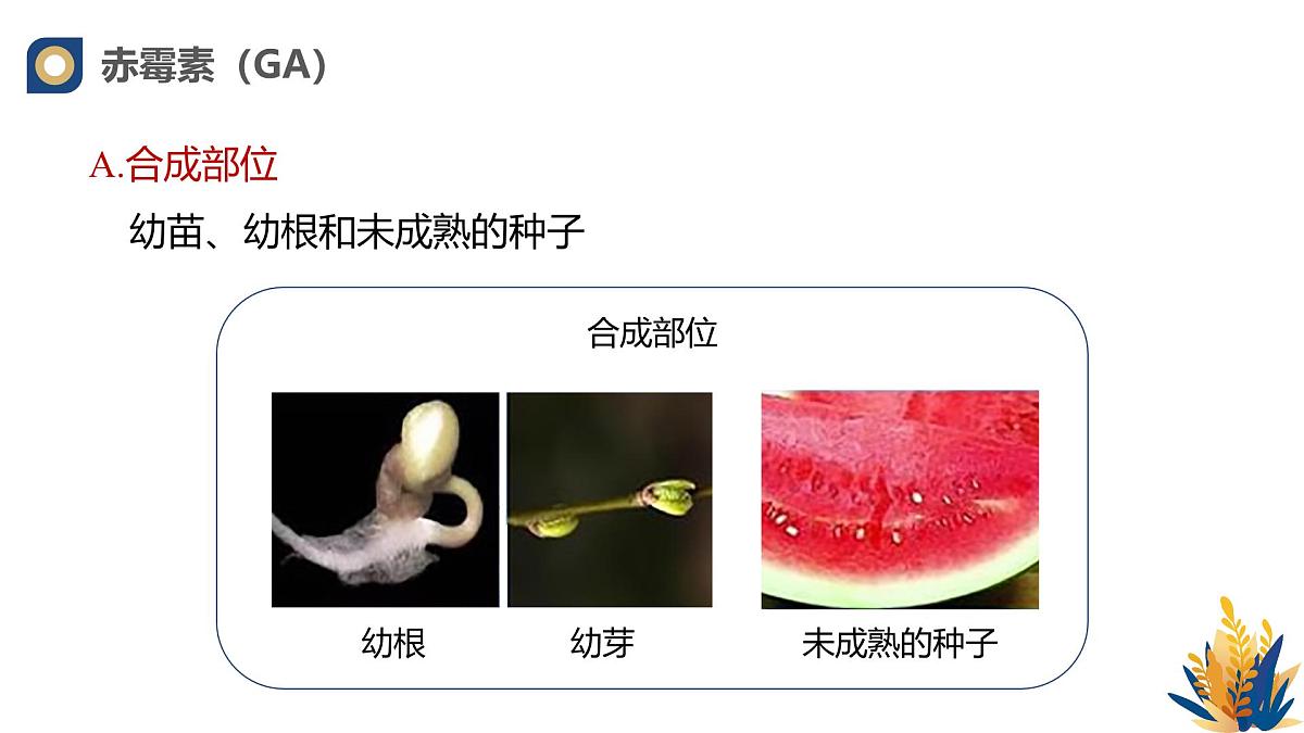 人教版高中生物选修1《5-2 其他植物激素》课件第8页