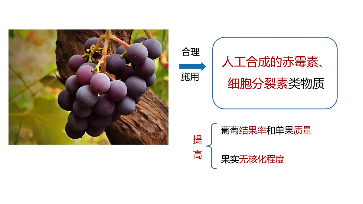 人教版高中生物选修1《5-3 植物生长调节剂的应用》课件第2页