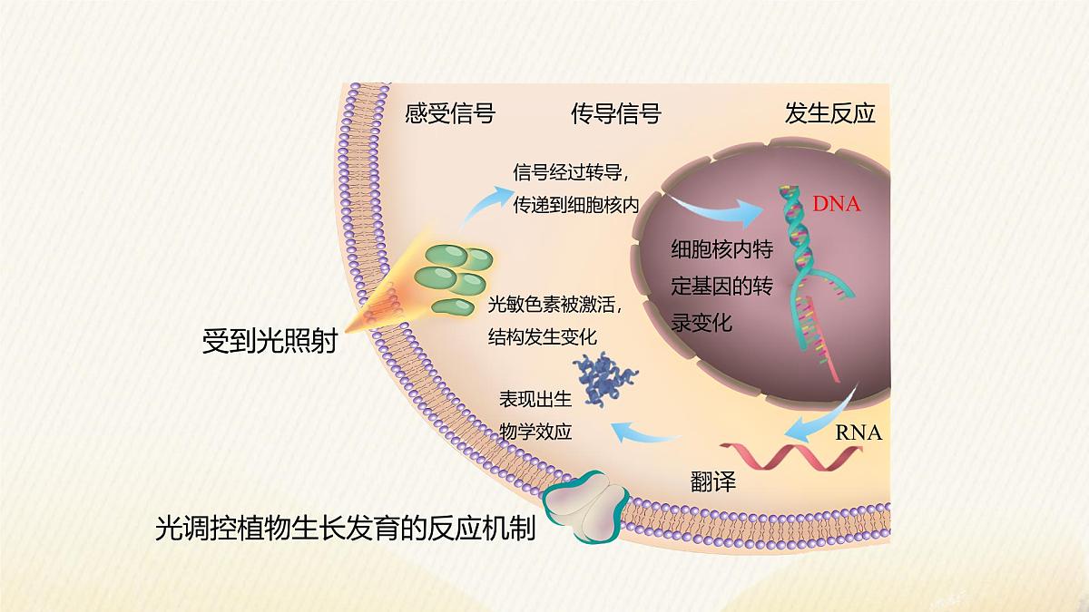 人教版高中生物选修1《5-4 环境因素参与调节植物的生命活动》课件第8页