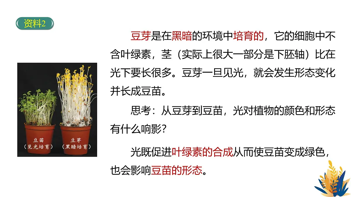 人教版高中生物选修1《5-4 环境因素参与调节植物的生命活动》课件第6页