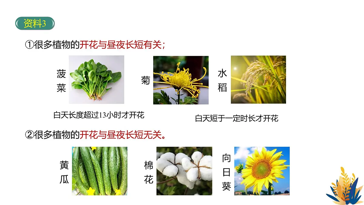 人教版高中生物选修1《5-4 环境因素参与调节植物的生命活动》课件第7页