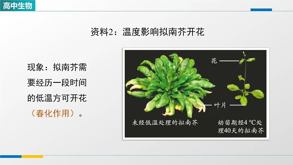 人教版高中生物选修1《环境因素参与调节植物的生命活动(第二课时)》课件第5页