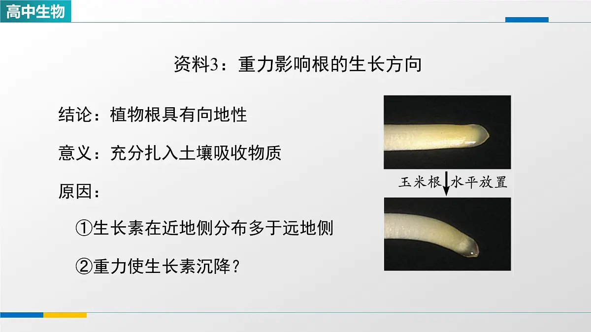 人教版高中生物选修1《环境因素参与调节植物的生命活动(第二课时)》课件第8页